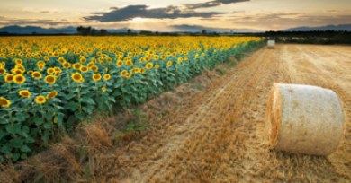 龙港镇供销社与方华苑：“三大创新”兴三农